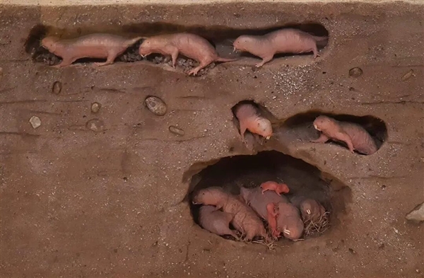 裸鼹鼠：这绝对是最独特的哺乳动物之一