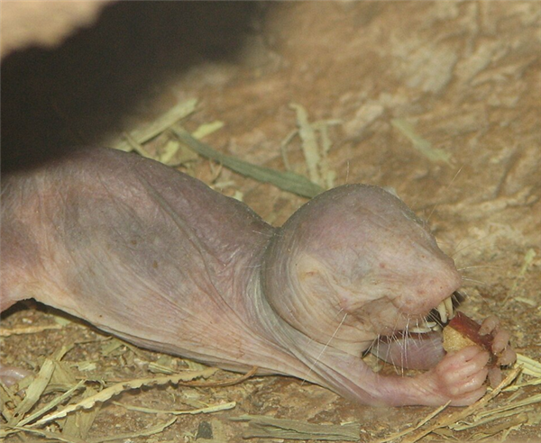 裸鼹鼠：这绝对是最独特的哺乳动物之一